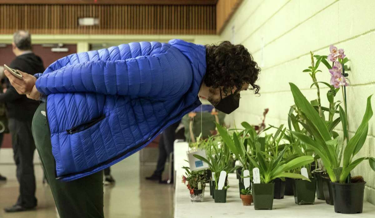 Paul Carey examines several orchids on a table during the monthly meeting of the San Francisco Orchid Society at the county fairgrounds in San Francisco on Dec. 7.