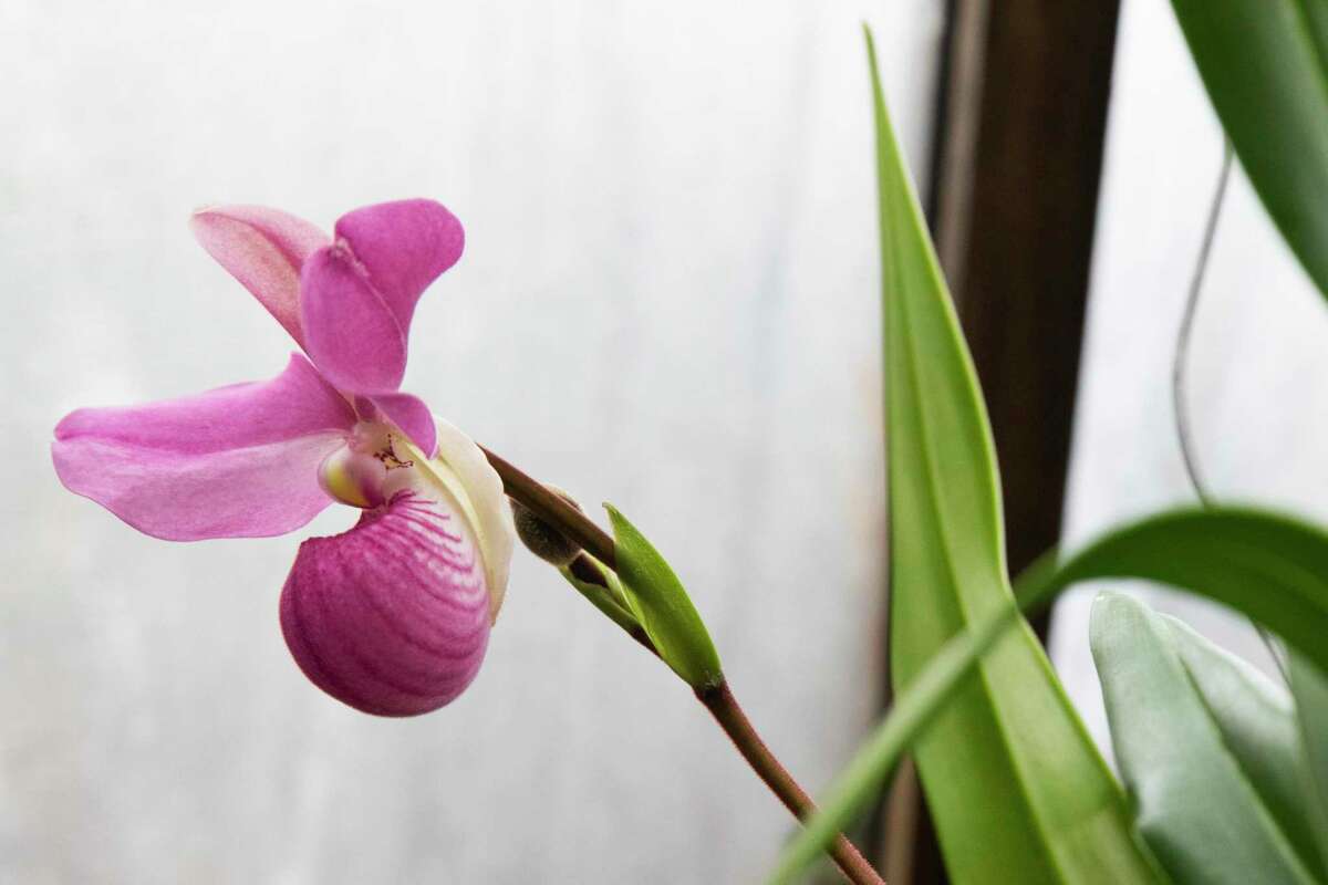 A blooming orchid is seen in San Francisco Orchid Society president Jeff Harris' warm temperature greenhouse.