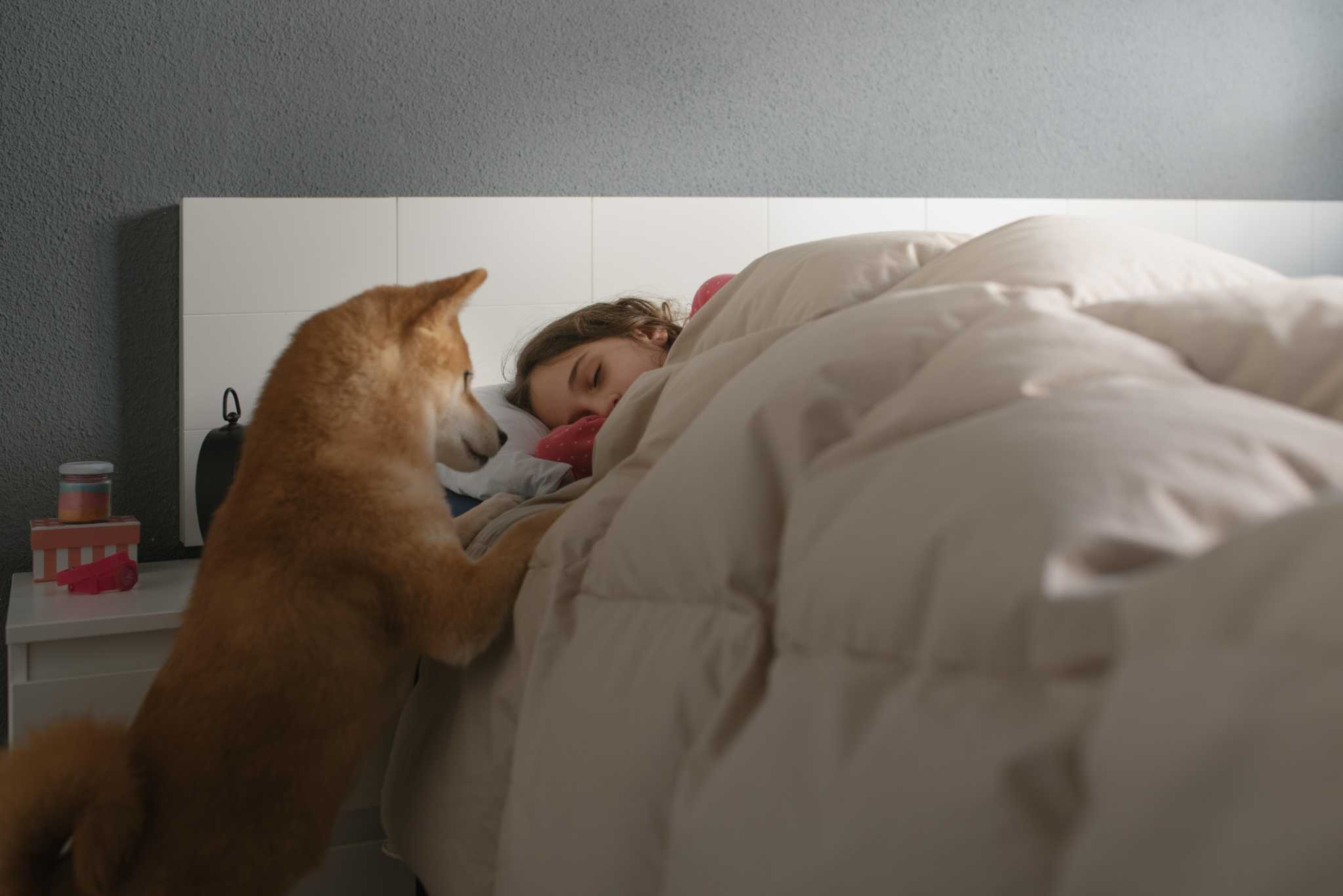 how-to-stop-your-dog-from-waking-you-in-the-middle-of-the-night-to-go