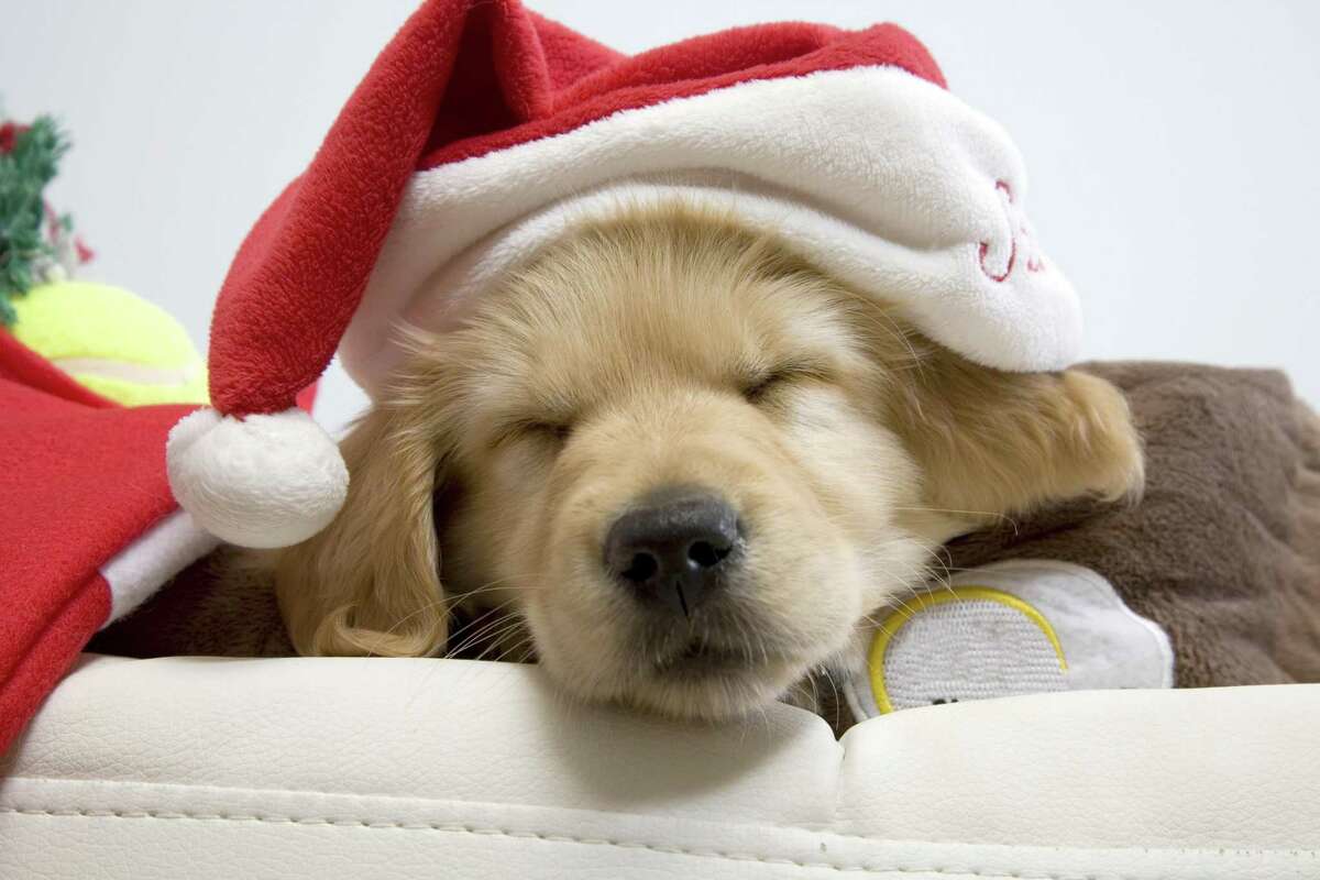 Sleeping Christmas Puppy