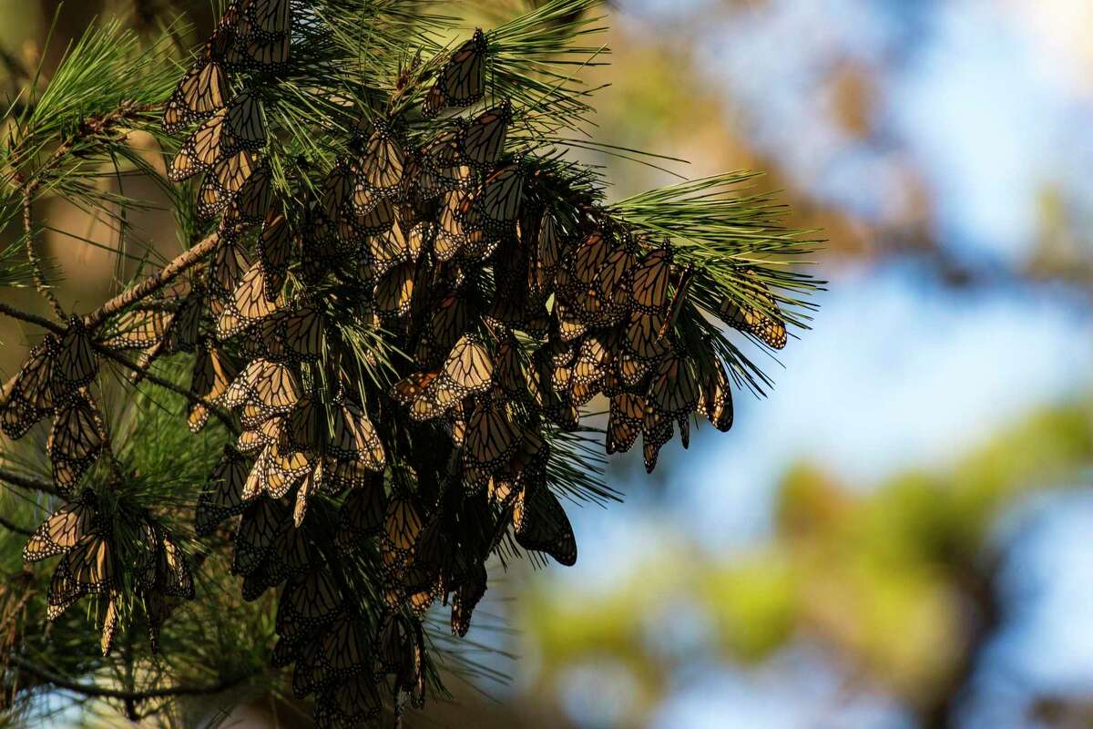 A group of monarch butterflies at the Monarch Butterfly Sanctuary in Pacific Grove, California on December 18, 2021