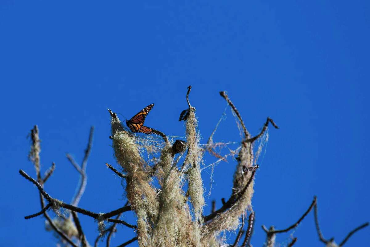 A butterfly at the Monarch Butterfly Sanctuary in Pacific Grove, California on December 18, 2021
