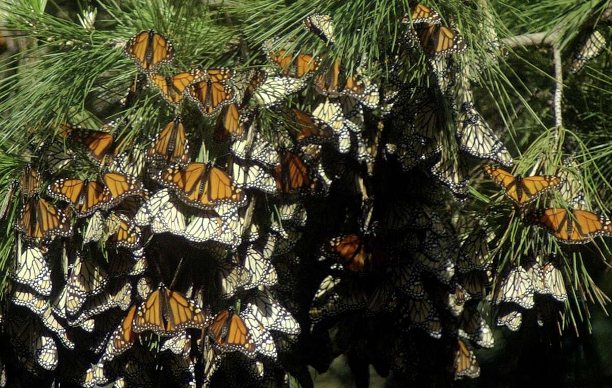 Monarch butterflies hang in a grove of trees at Pismo State Beach. Butterfly numbers are on the rise this year after a number of years that have seen the population plummet.