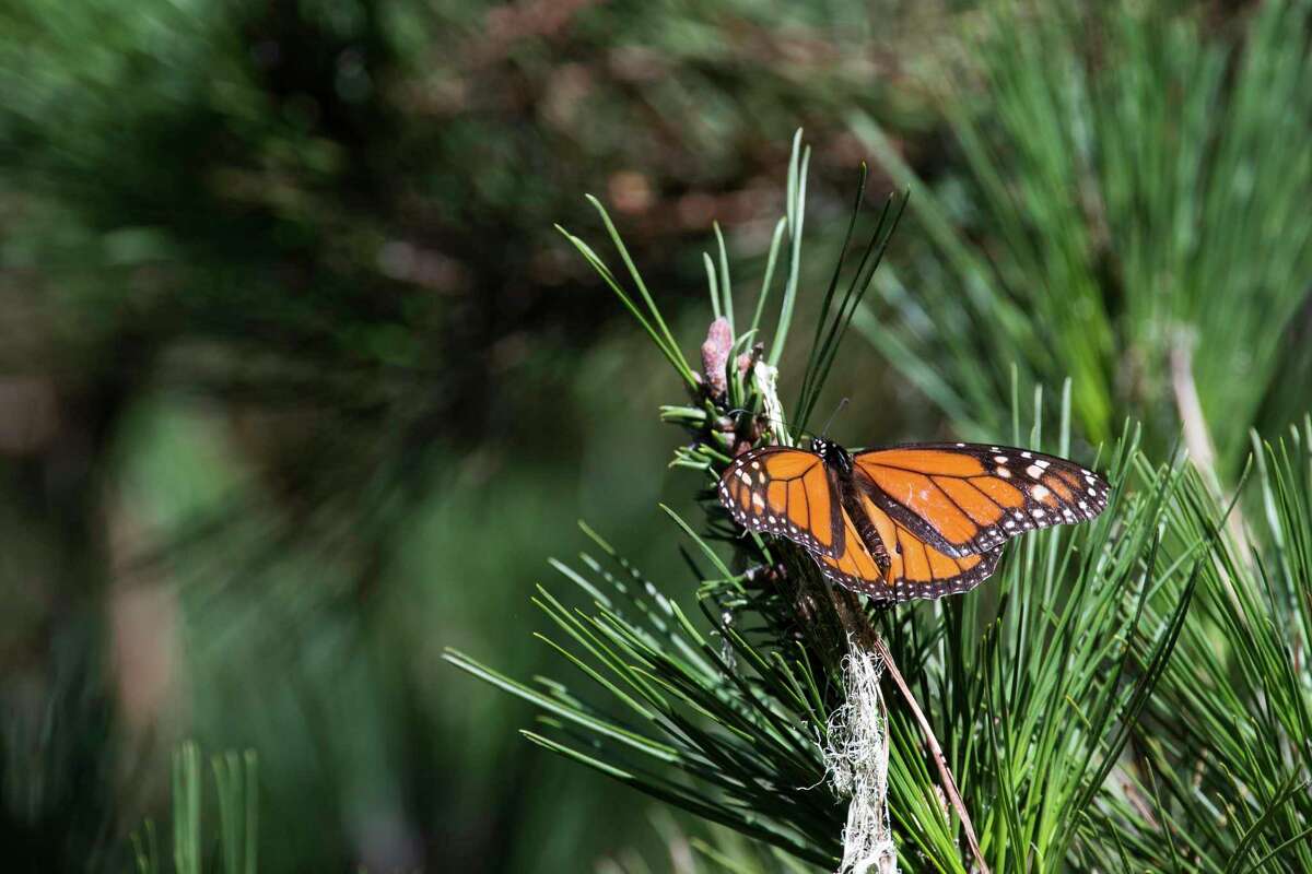 A butterfly at the Monarch Butterfly Sanctuary in Pacific Grove is among a surge of butterflies seen there this season.