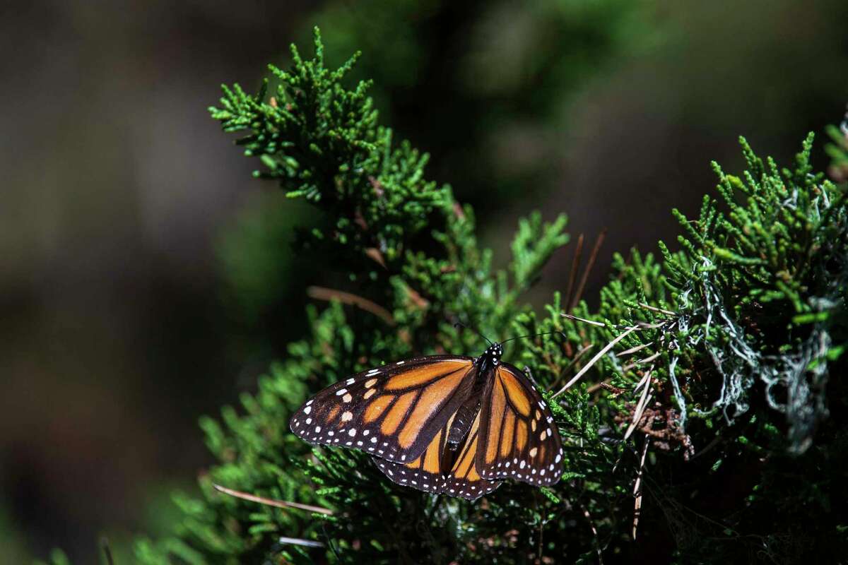 A butterfly at the Monarch Butterfly Sanctuary in Pacific Grove