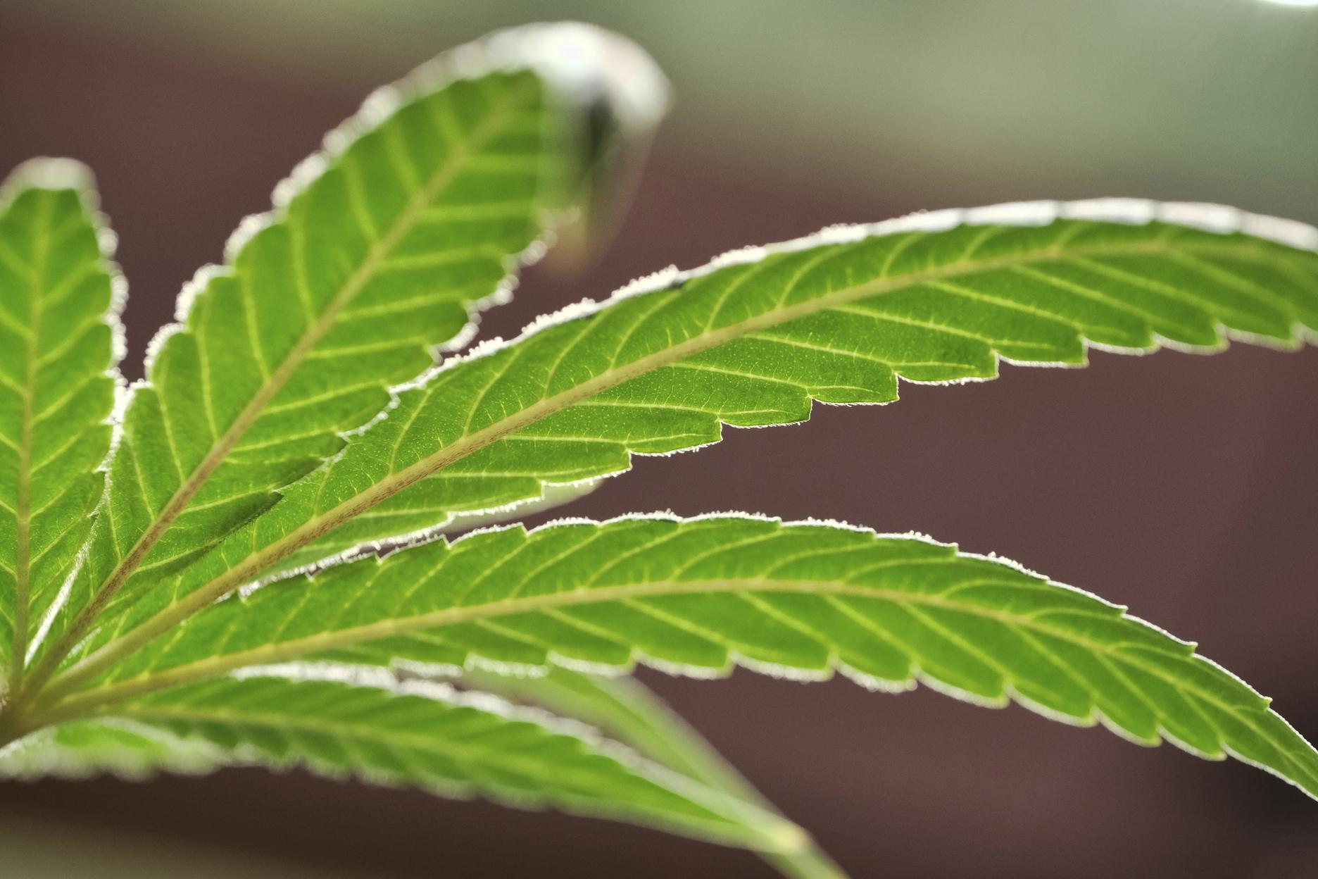 Opinion: There are too many marijuana shops in communities of color in CT - Vimarsana News