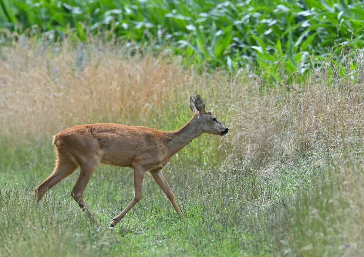Illinois hunters harvested fewer deer during firearm season this year than in either 2020 or 2019, according to the Illinois Department of Natural Resources.