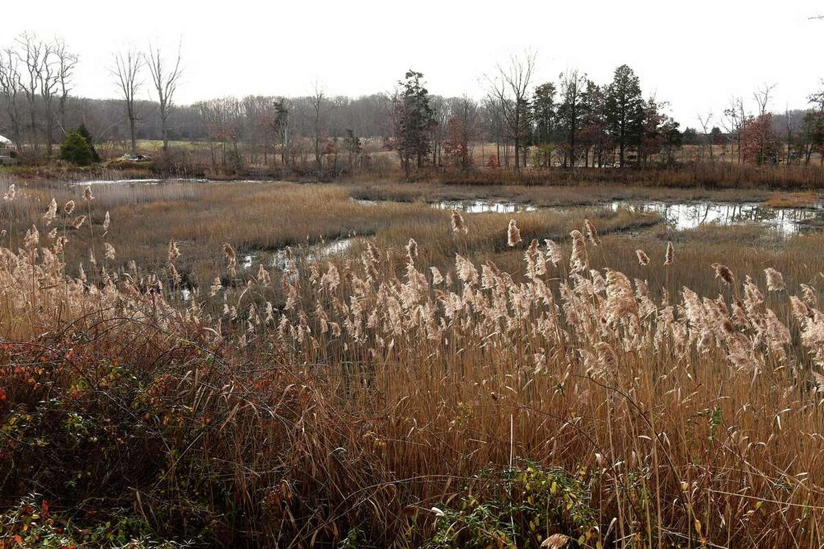 ‘A pretty rare property’ Branford Land Trust seeks to buy section of