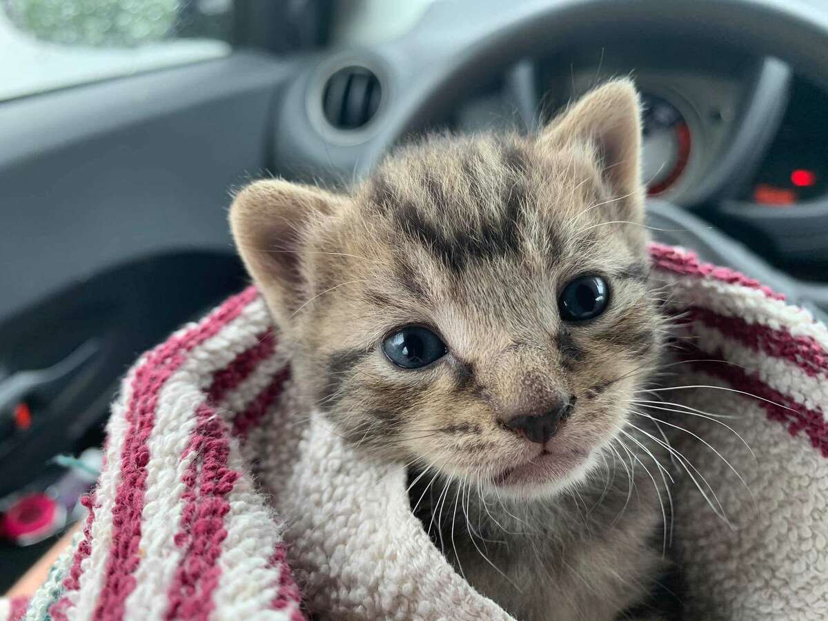 Twisted-legged kitten recovering, learns to walk after life-changing ...