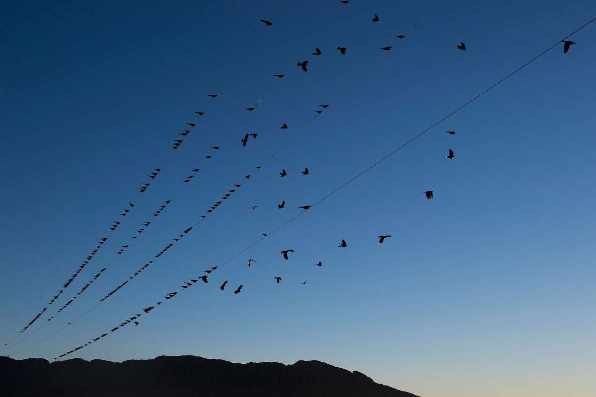 Birds fly off power lines near the US/Mexico border in Presidio, Texas, on February 20, 2017.