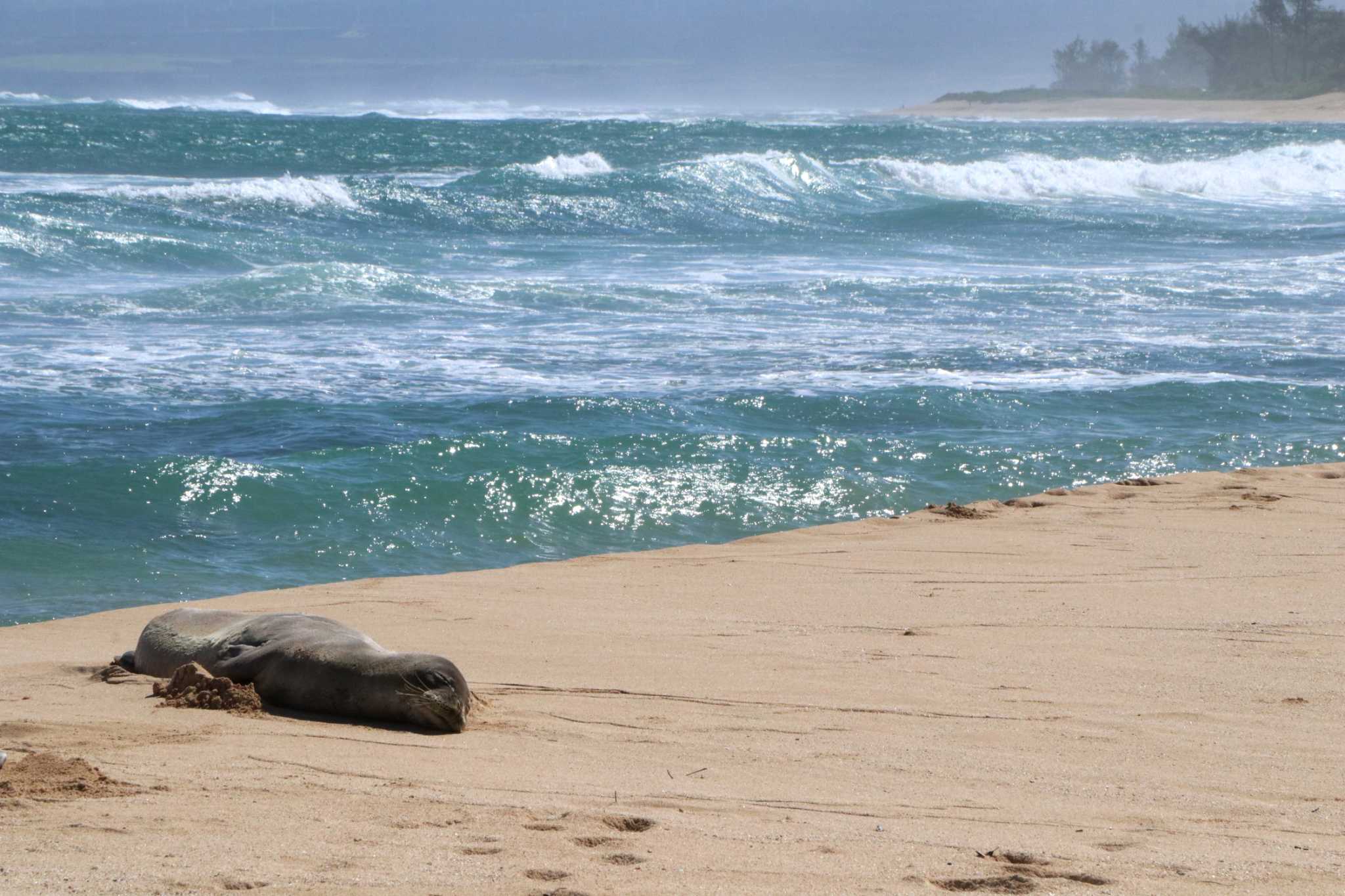 Endangered Hawaiian monk seal shot in head on Molokai - Vimarsana News