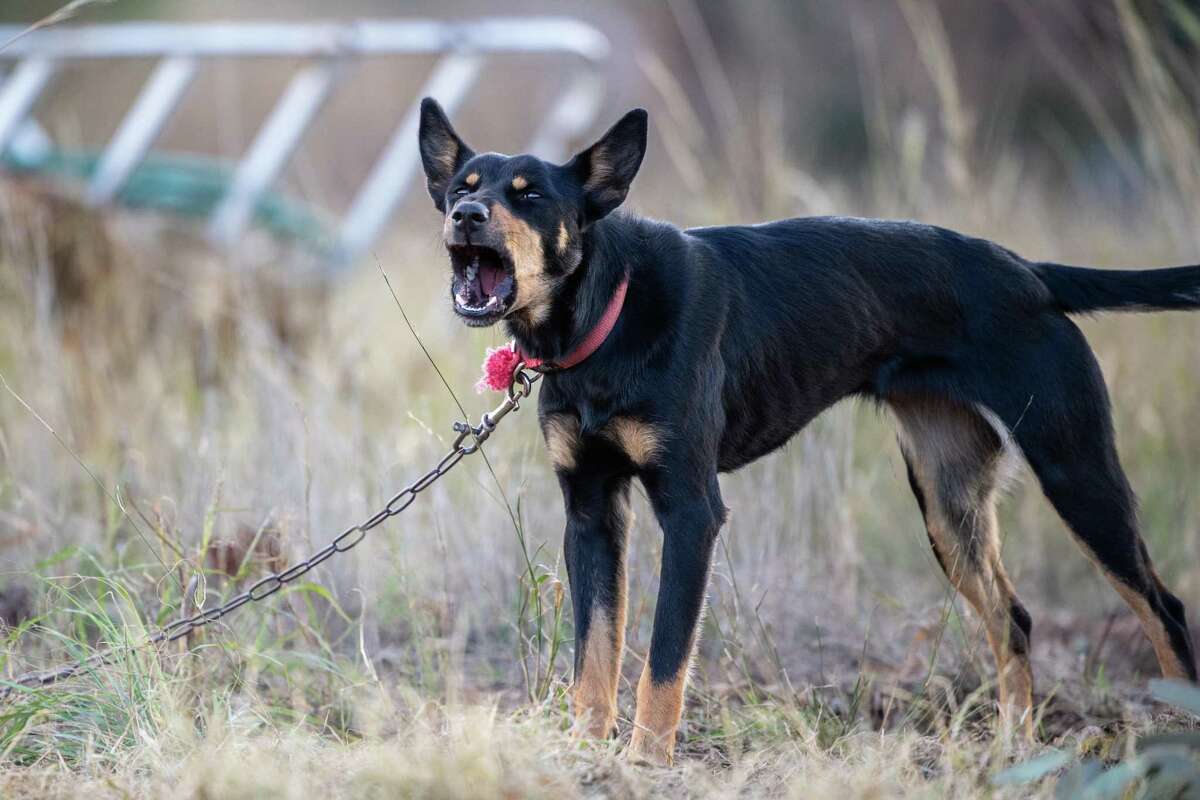 New Texas dog law closing tether law loopholes goes into effect in January