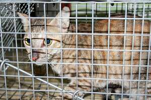 Tips and tricks for how to trap and catch a savvy feral cat