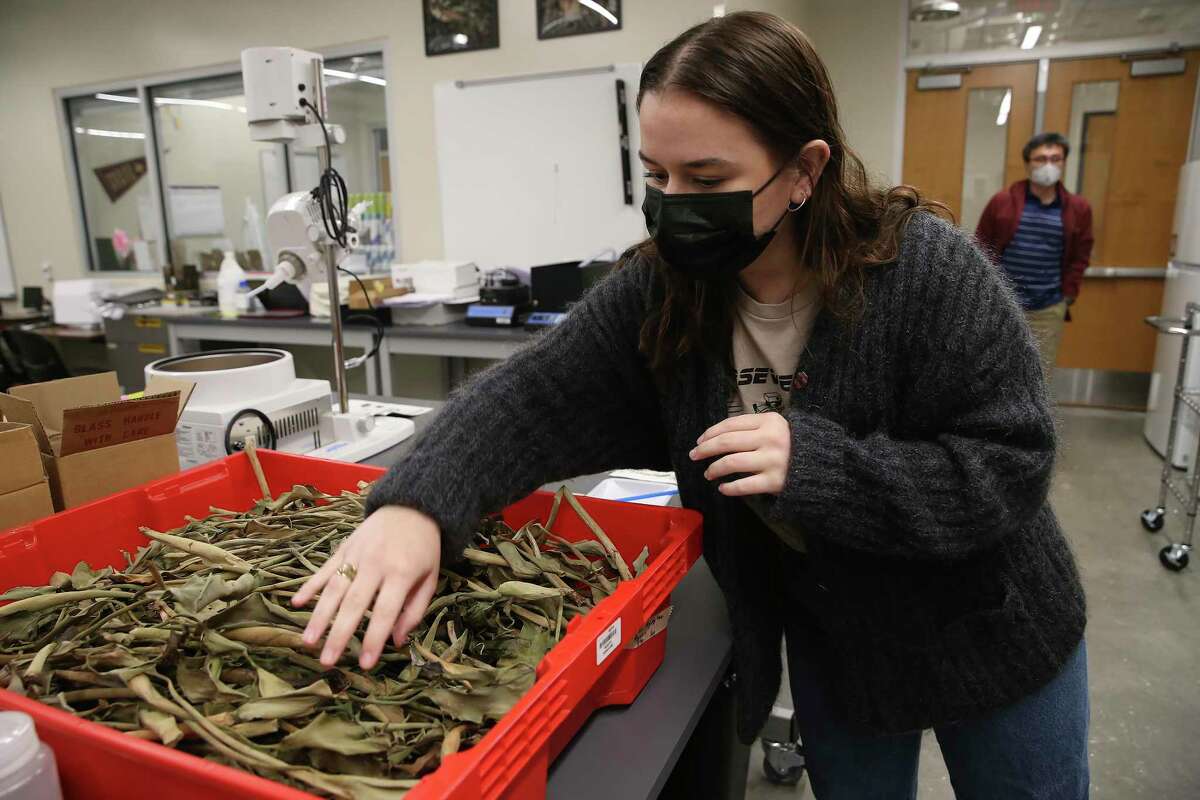 Texas State University Civil Engineer senior Jamie Hand, 22, of Houston, checks out dried Water hyacinth, Thursday, Dec. 16, 2021. Together with Associate Professor San Hwang, they are working on using the invasive water hyacinth as material for menstrual products for women.