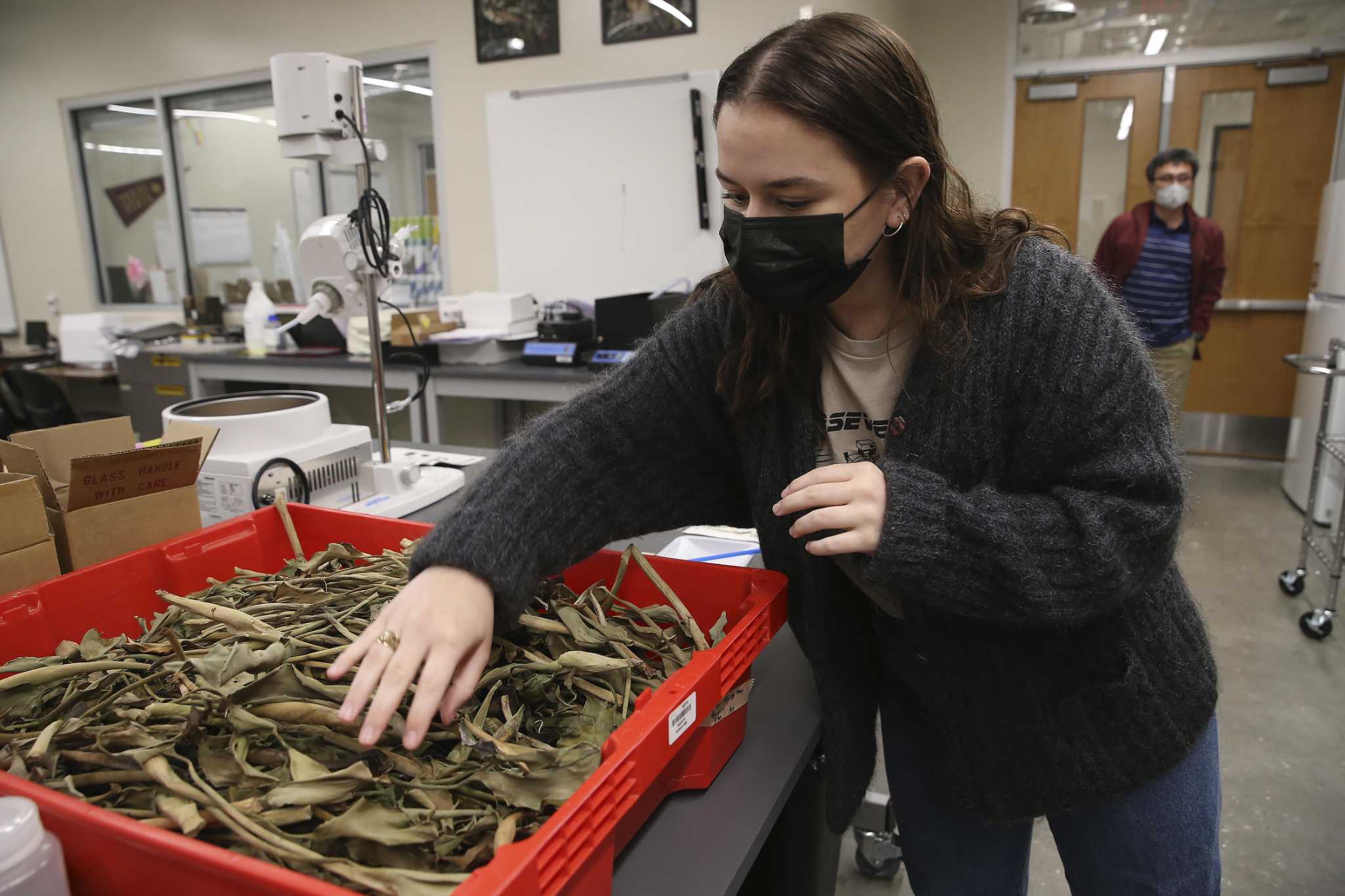 Texas State students fight invasive plant and 'period poverty' with production of low-cost menstrual pad - Vimarsana News