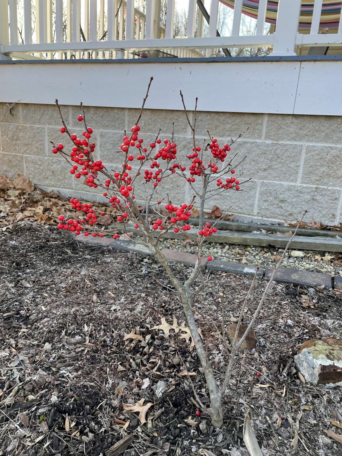Winterberries can provide a pop of color during the drab winter months.