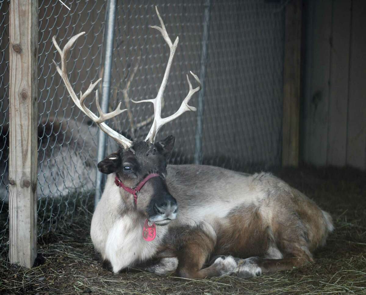 real santa and rudolph sightings