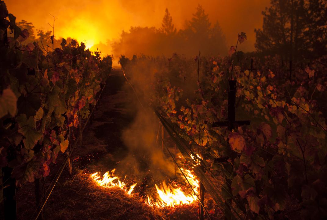 After four harrowing years of smoke and fires, Bay Area wineries rejoice in a 'normal' harvest - Vimarsana News