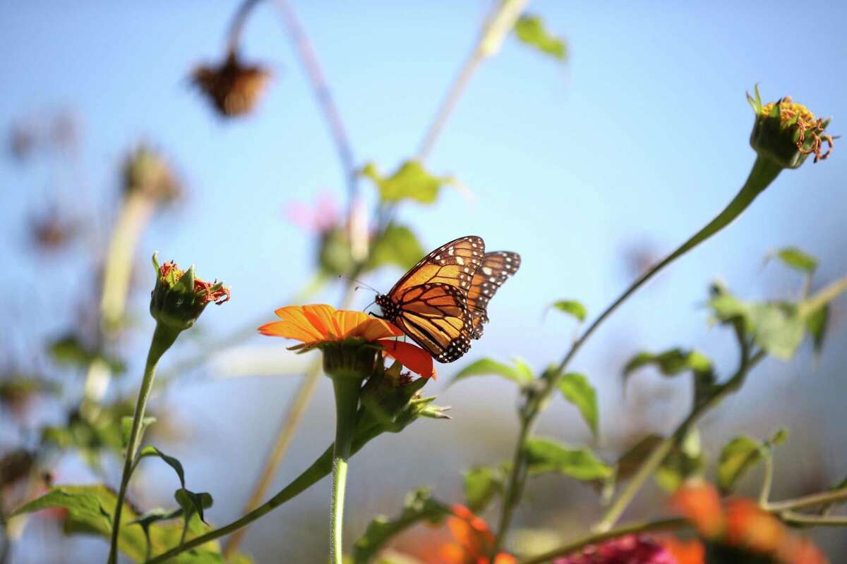 A monarch butterfly lands on a flower.