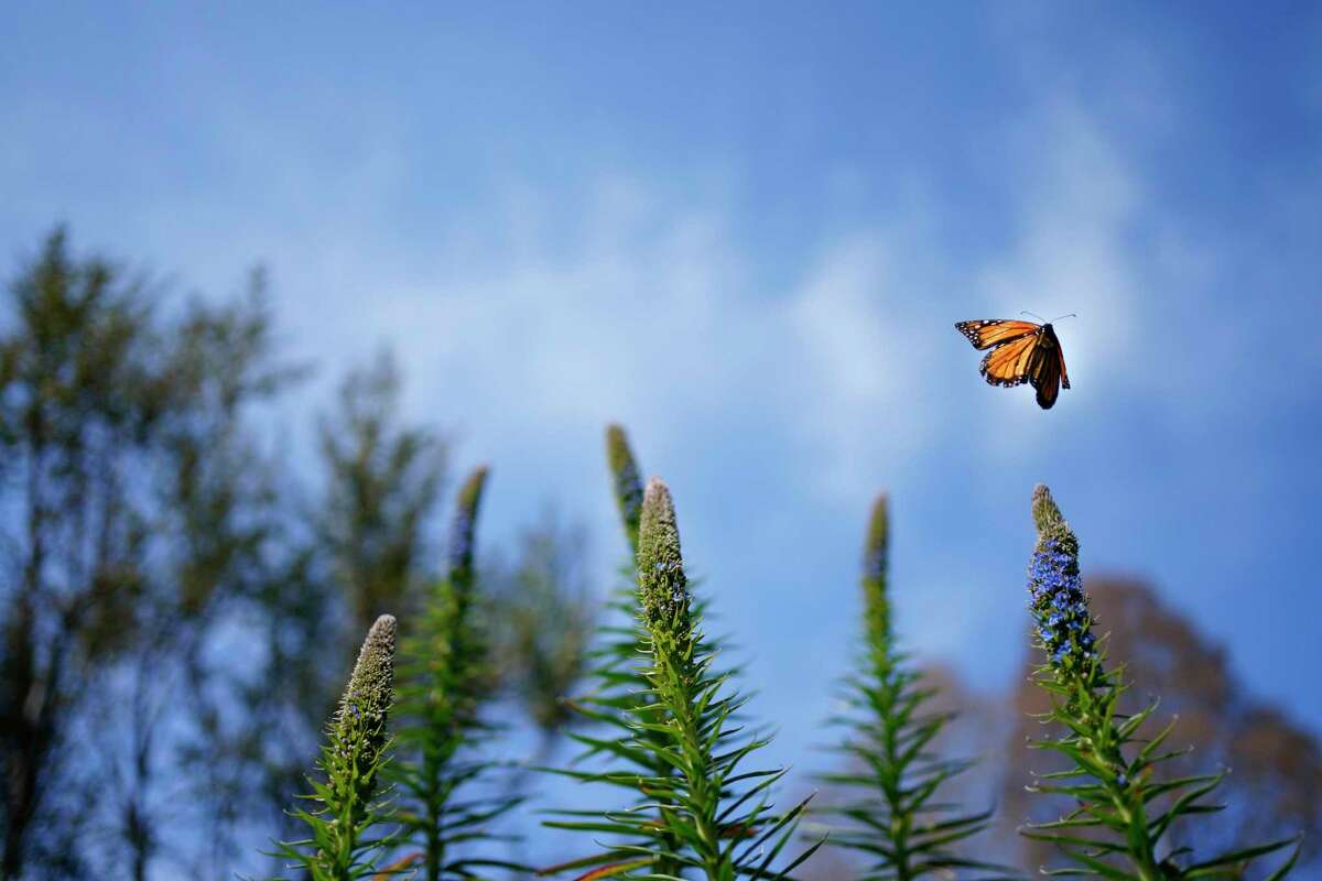 Resolve this year to help with the monarch butterfly restoration effort.