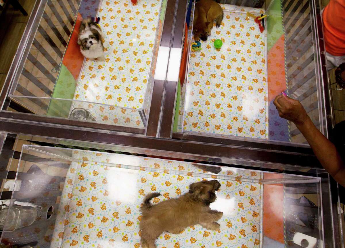 Buying dogs and cats from pet stores that purchase from breeders can be dangerous to pets and owners.