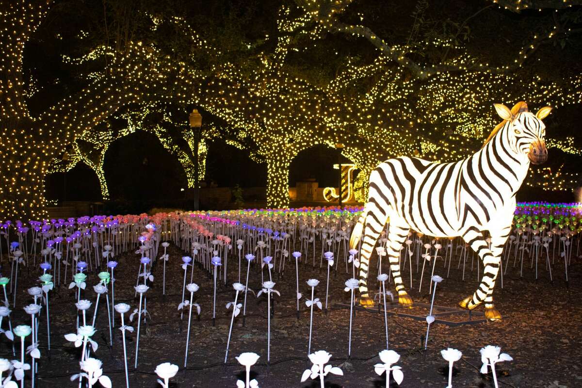 Atostogų sezono metu Hiustono zoologijos sode yra populiari atrakcija „Zoo Lights“.