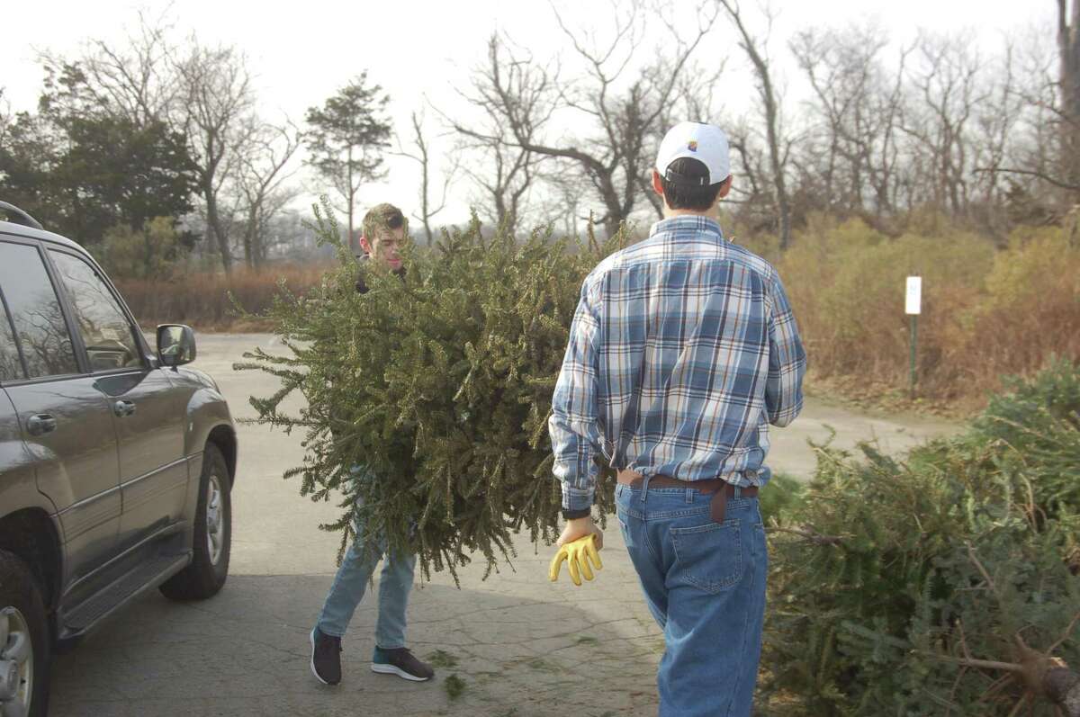 Town residents Jeffrey Jackson, at left, and Tyler Banks bring Jackson’s Christmas tree to Greenwich Point as part of the town’s ongoing Christmas tree recycling program, which lasts until the end of January.