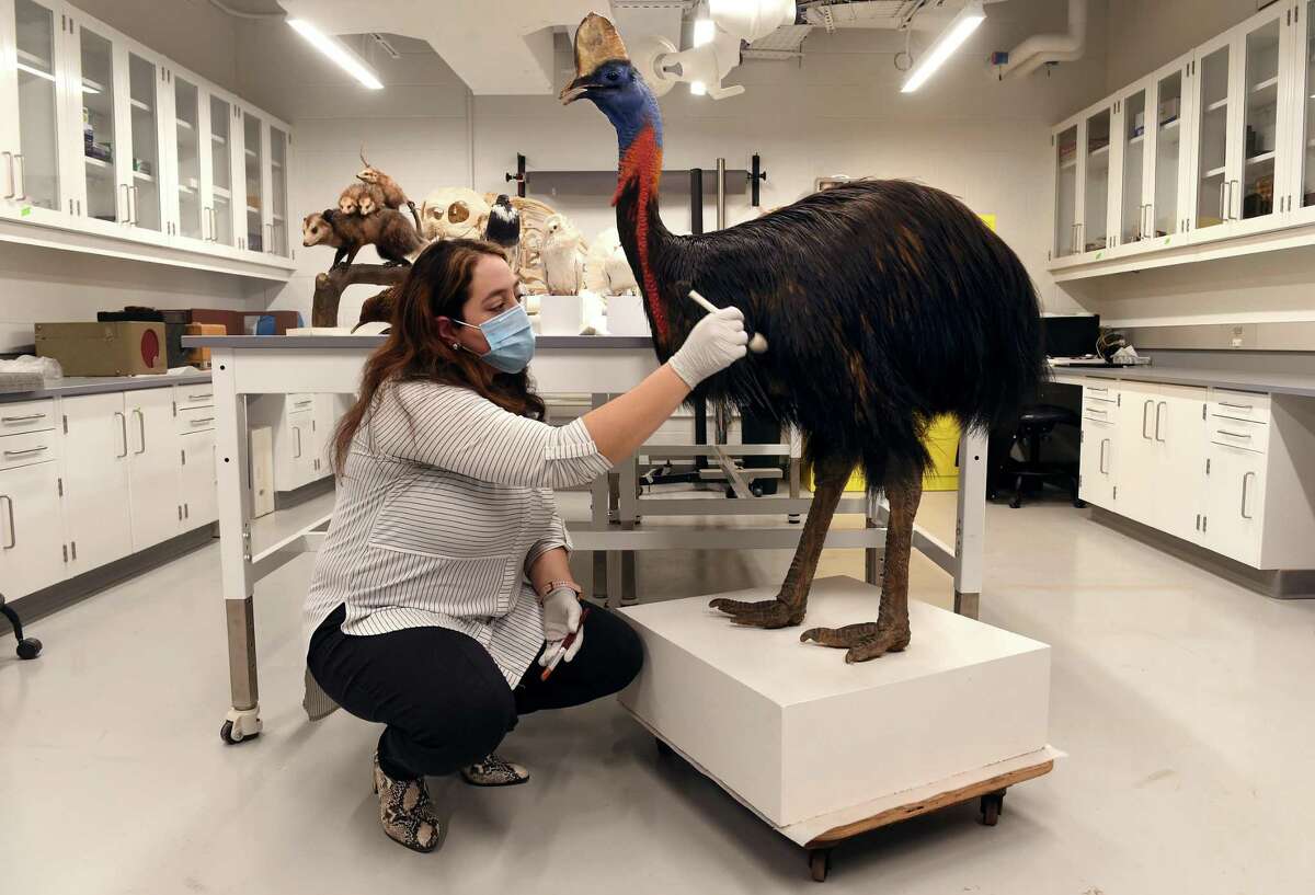 Natural History Conservator Mariana Di Giacomo cleans a cassowary specimen from Southeast Asia in her lab at Yale University's Kline Geology Laboratory in New Haven in preparation for exhibit at the Yale Peabody Museum of Natural History.