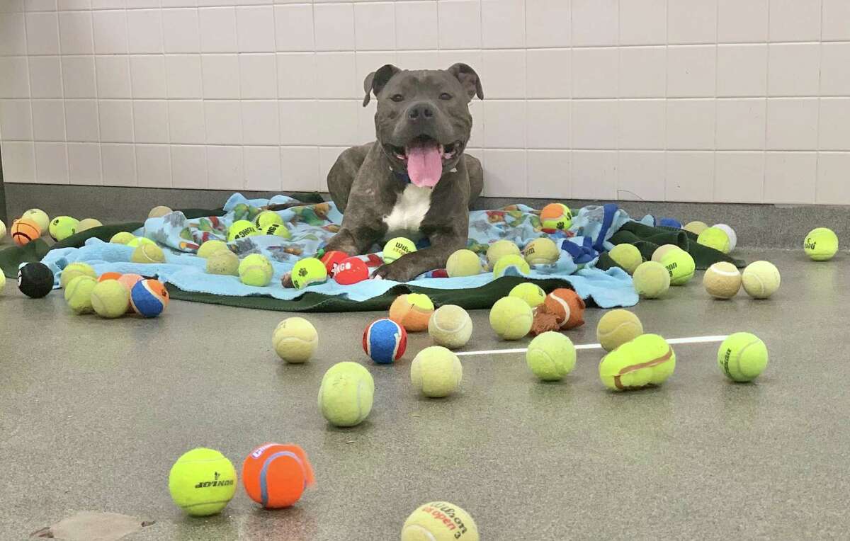 This is Chili, and as you can see, he loves tennis balls. He enjoys roomfuls of tennis balls and has been known to spend hours chasing them, carrying them in his mouth, playing fetch, and just gazing at the dozens and dozens of toys before him. The Connecticut Humane Society has loved spoiling Chili with his special playtime, but Chili would love to take his tennis hobby to a new home. He’s 4 years old and a big goofball, so he is still working on leash manners and needs lots of exercise. Once Chili is tired, he’s ready to roll over for belly rubs. He thrives on routine and would love a consistent schedule in his new home. Chili wants to live with adults who have experience with big dogs and be the only pet. Learn more at CThumane.org/adopt. An online application can be found in each pet’s profile.