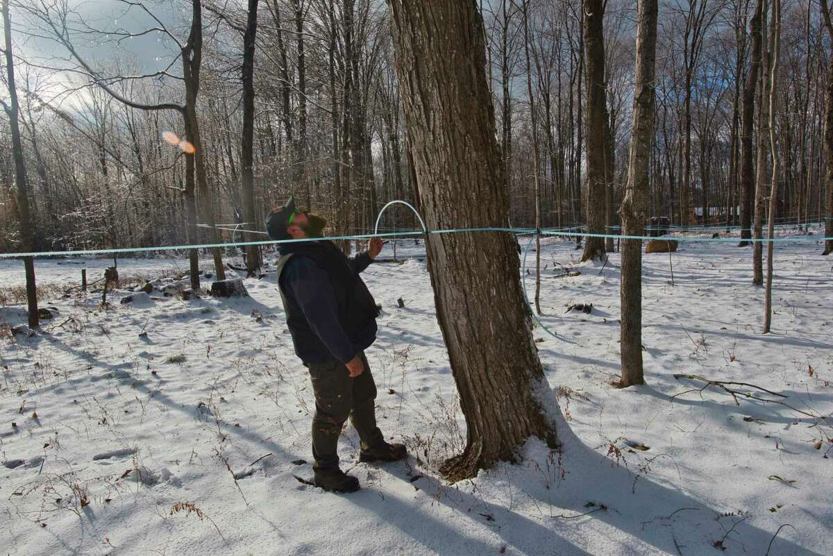 Ryan Veitch, care taker of property at Twin Leaf Farms, checks on the collection lines in a stand of maple trees on Monday, Dec. 20, 2021, in Greenfield Center, N.Y. Owners of the maple farm, Kevin and Claudia Bright, have plans to use some of the land on the farm to get involved in the cannabis market.