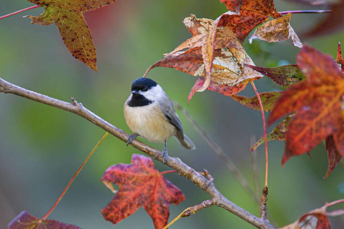 Carolina chickadee sing out their “dee” notes on winter mornings.