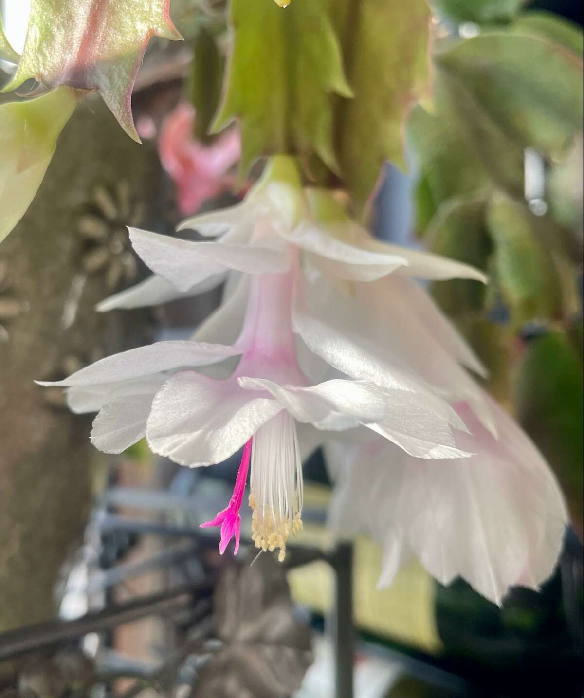 Thanksgiving cactus can rebloom out of season. This only strengthens our attachment to the plant if given by a loved one.