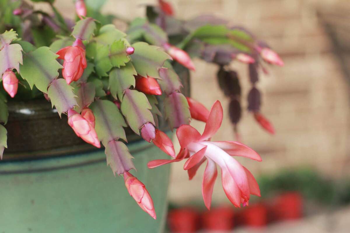 Christmas Cactus Live Long Enough To Become Houseplant Heirlooms