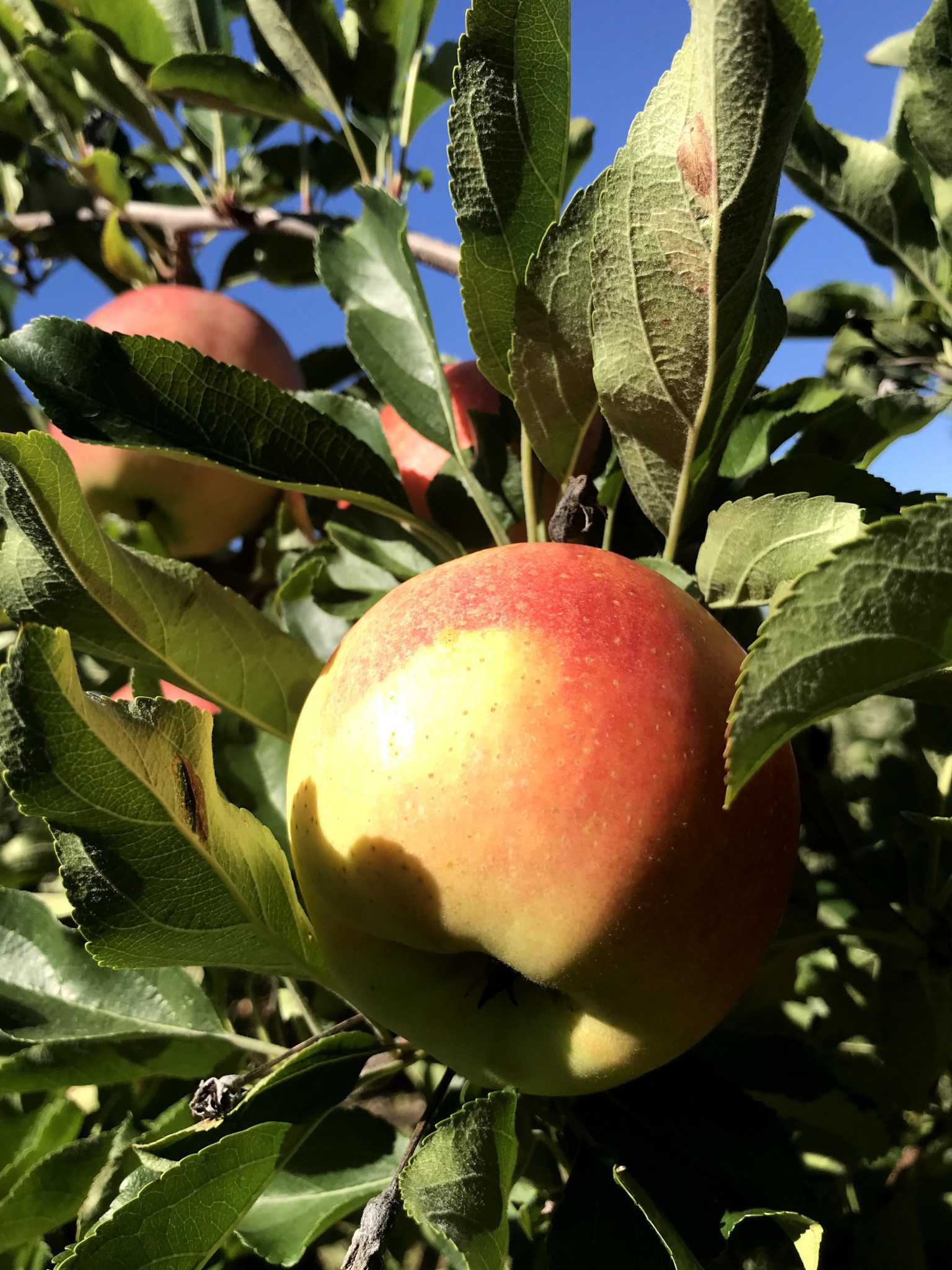 Are orchards a source of arsenic in Connecticut's drinking water? - Vimarsana News
