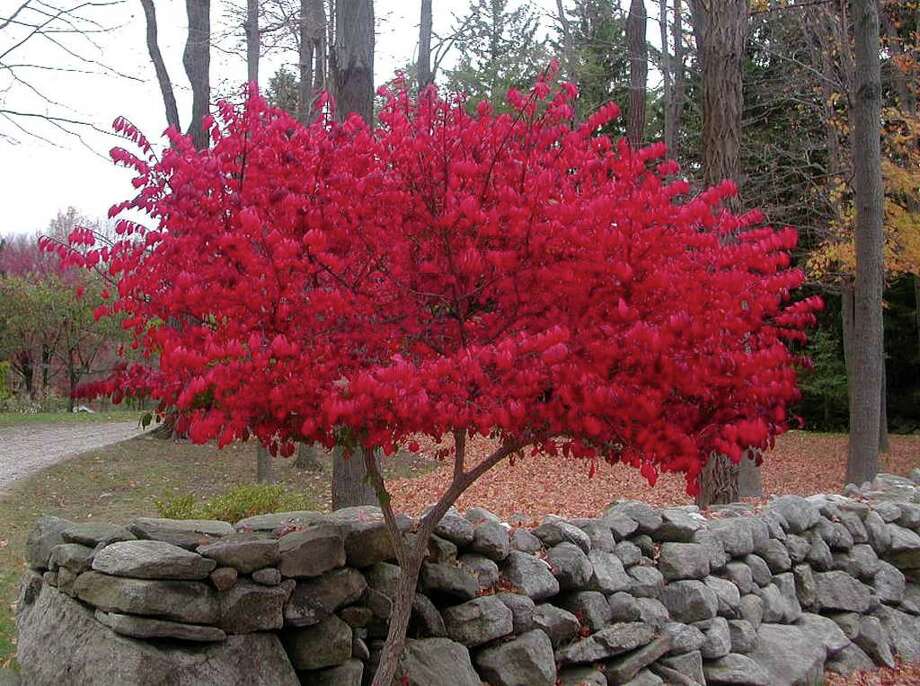 This burning bush shouts with color Times Union