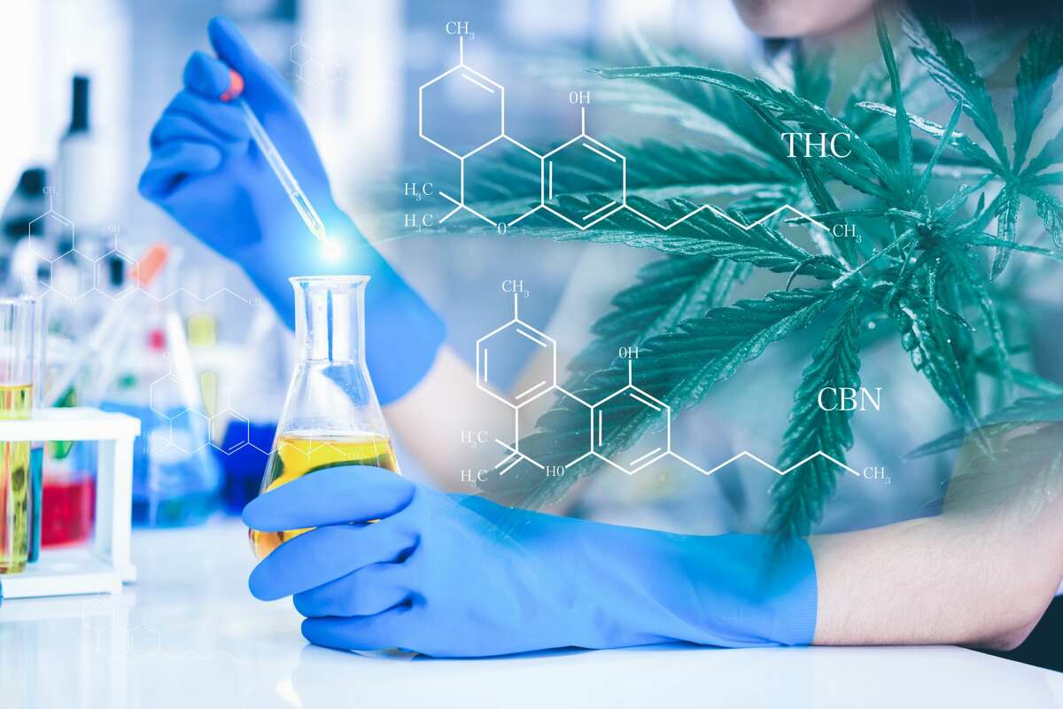 Double exposure of researchers and Cannabis tree. Researchers are researching marijuana extracts THC and CBN for medical and business use. The researcher is analyzing the medicine related innovation.
