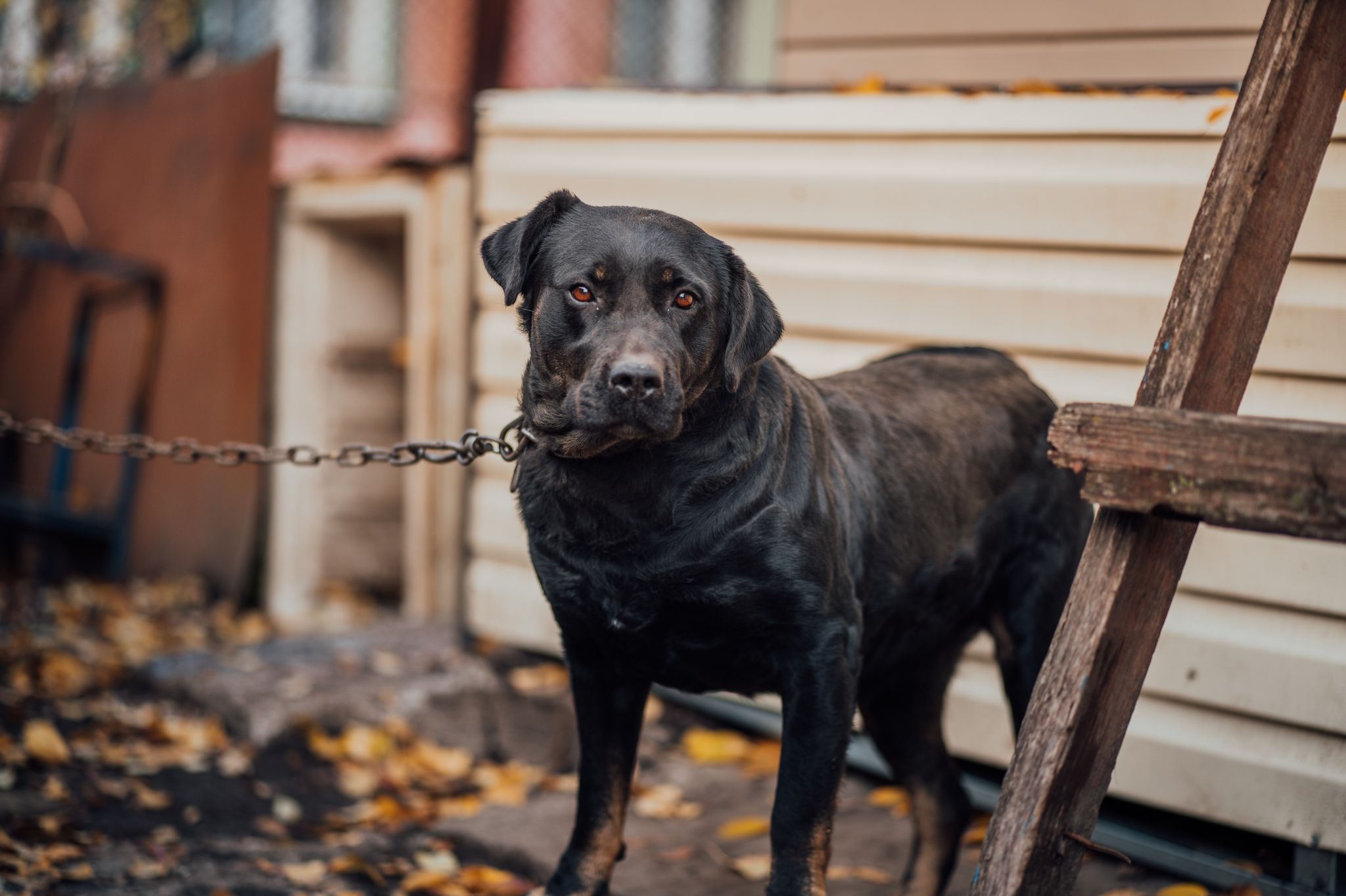 Una nueva ley de Texas prohíbe a los dueños de mascotas atar perros con cadenas, poniéndose al día con las leyes locales en ciertas ciudades de Texas