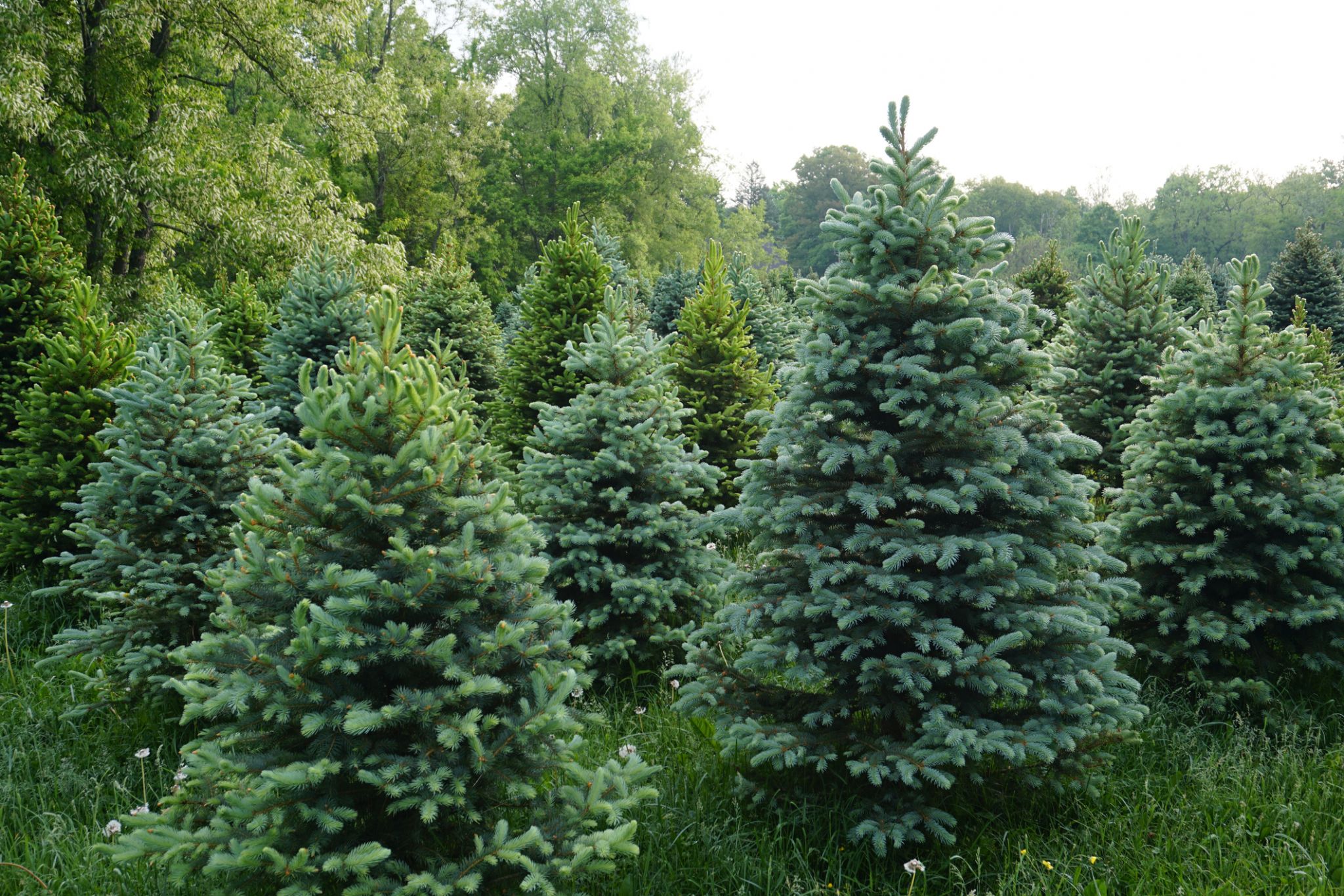 The city of San Antonio will not collect all Christmas trees left on the curb. Here's why. - Vimarsana News