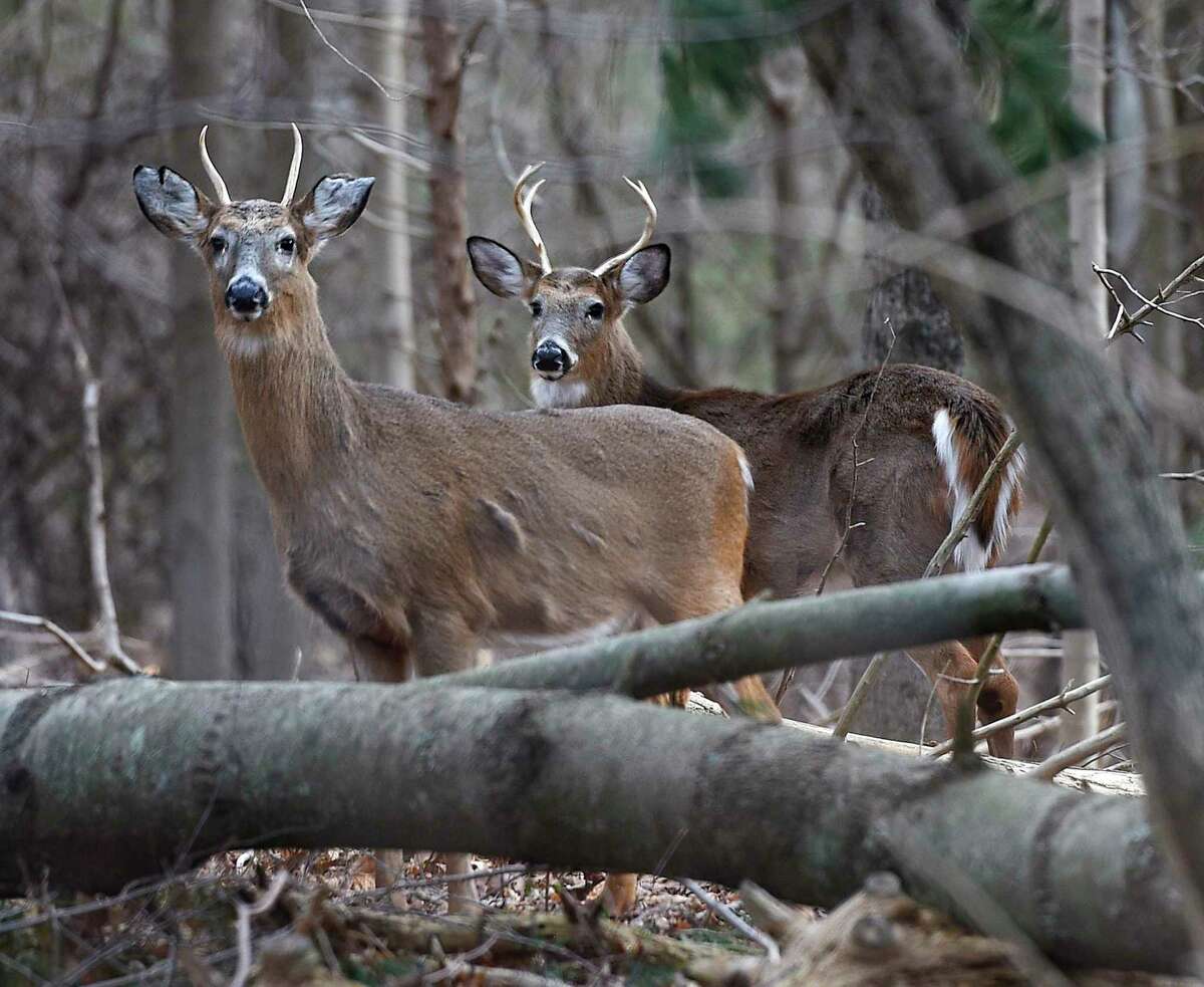 Two whitetail deer roam just outside the gates of Greenwich Land Trust's American Chestnut Sanctuary in Greenwich, Conn. Thursday, Jan. 10, 2019.