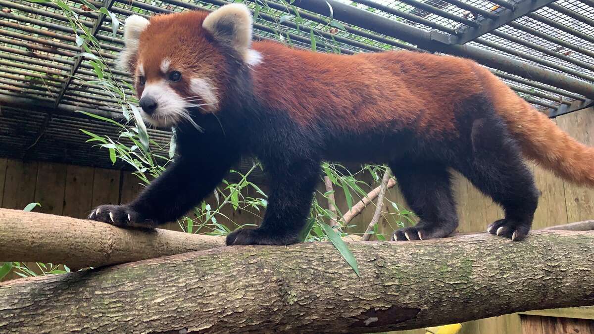 Muse, the remaining red panda at the Utica Zoo, has died at age 10, just months after his mate's passing, the zoo reported Wednesday.