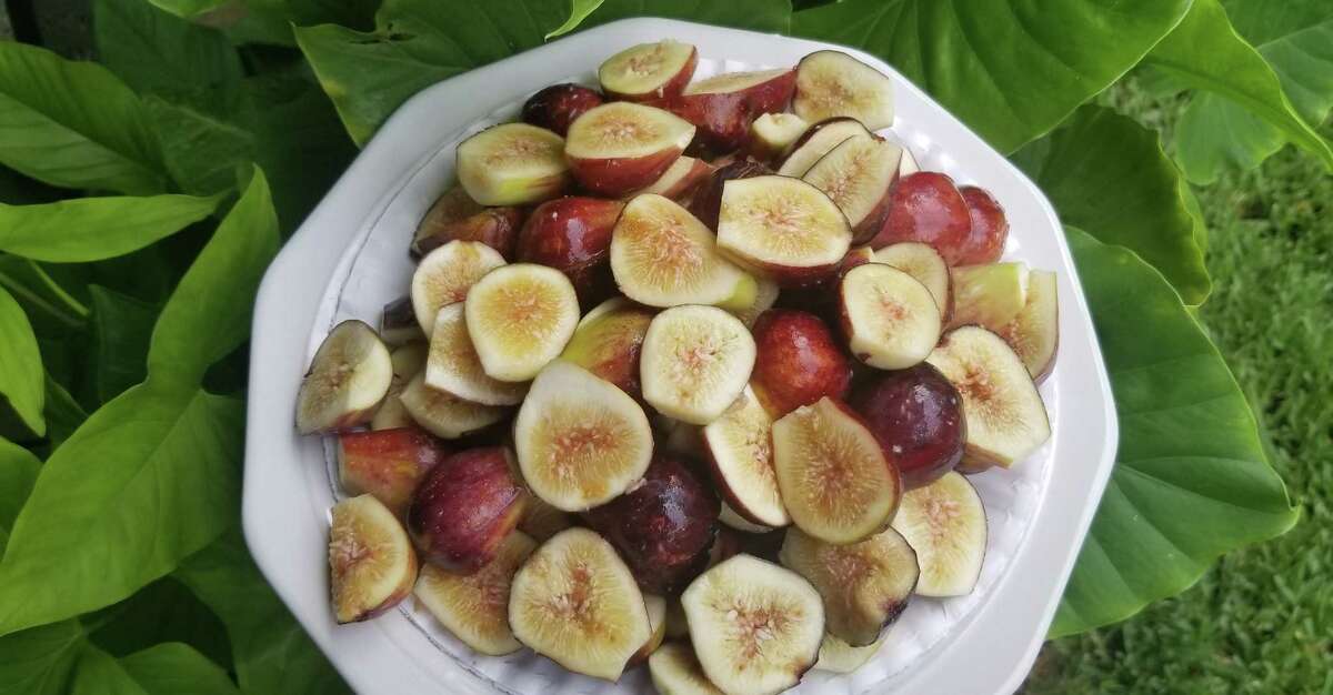 Growing a fig produces a yield that can surpass what we eat fresh. It can be preserved as jam or frozen for later use.