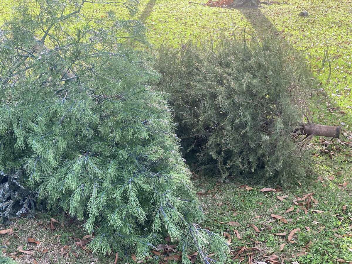 Milford’s Public Works Department will chip uncut Christmas trees for recycling mulch again this year.