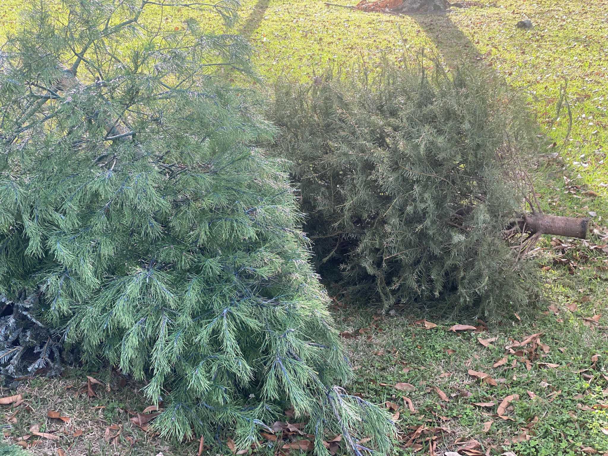 Milford announced Christmas tree pickup schedule