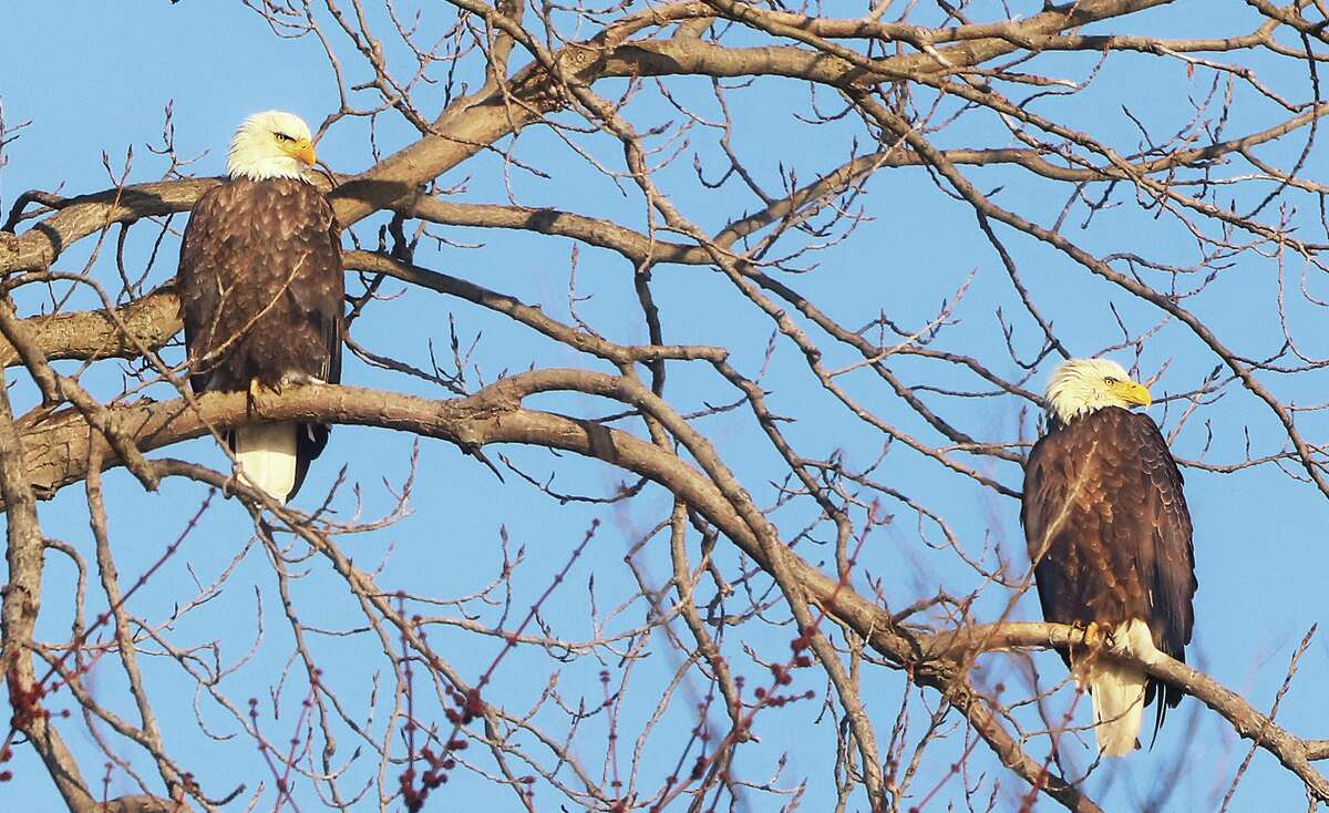 John Badman|The Telegraph Looking like a pair of bookends, two mature bald eagles were sitting on the same tree branch Feb. 19 near the Clark Bridge. In January 2021, eagle watchers spotted almost 30 eagles in and around the river from Alton to Pere Marquette State Park near Grafton. Bald Eagle Days have begun at the park, with Alton's Eagle Fest scheduled for Jan. 8.