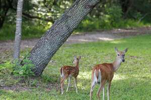 Texas state parks host First Day Hikes to start the new year