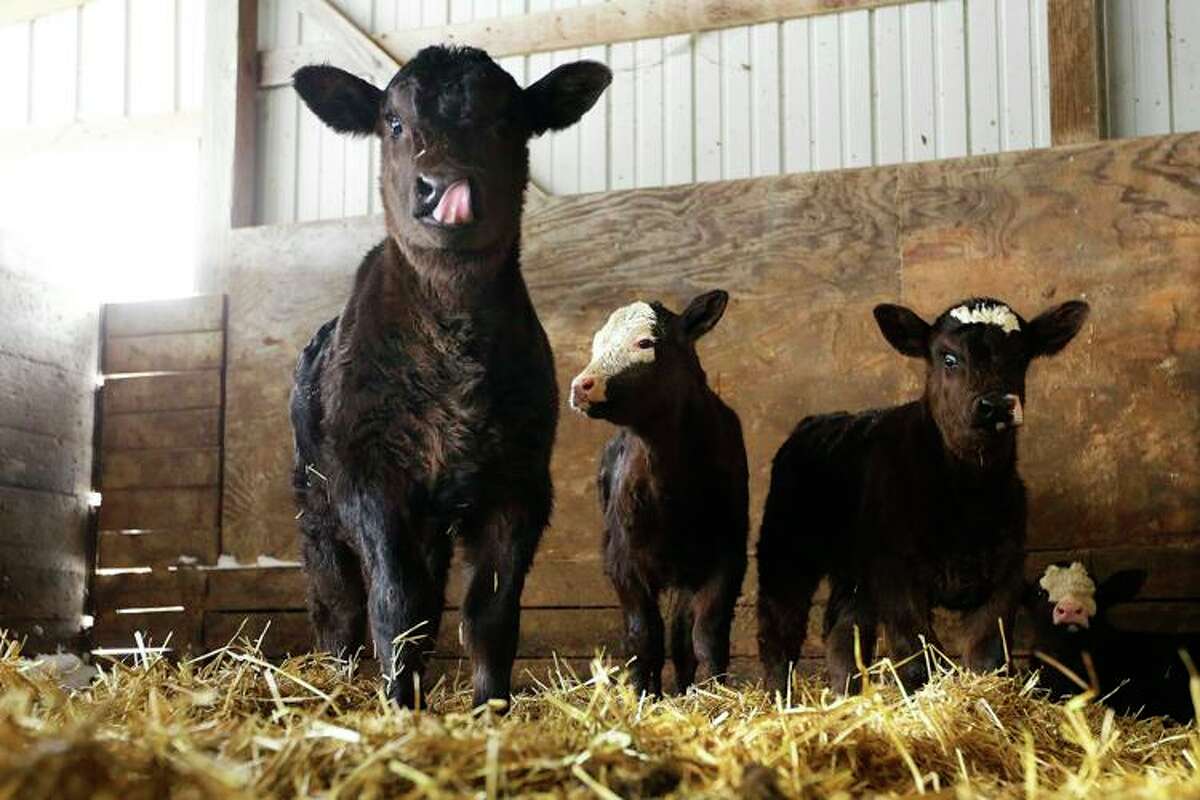 Three-week-old beef cattle stand in a barn on the Bill Graff Farm in Middletown.