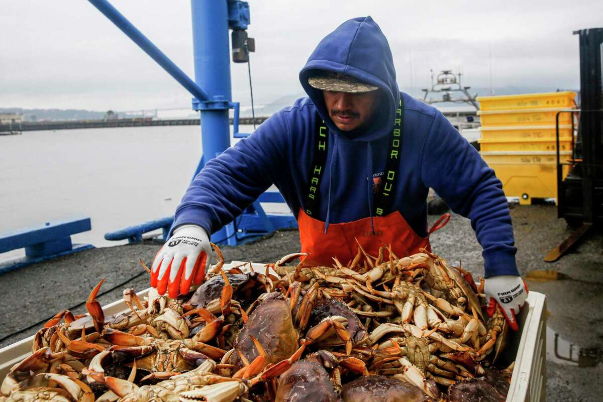 Pezzolo employee Jorge Bonilla arranges Dungeness crabs near family-owned wholesale seafood company, Pezzolo Seafood, at Pier 45 in San Francisco, Calif. on Wednesday, Dec. 29, 2021. After a delayed start to harvesting season, the first hauls of Dungeness crab arrive at the city’s docks.