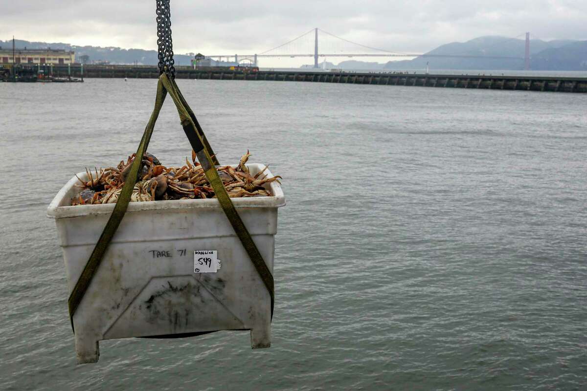 A crane lifts large tote carrying hundreds of Dungeness crabs to family-owned wholesale seafood company, Pezzolo Seafood, at Pier 45 in San Francisco, Calif. on Wednesday, Dec. 29, 2021. After a delayed start to harvesting season, the first hauls of Dungeness crab arrive at the city’s docks.
