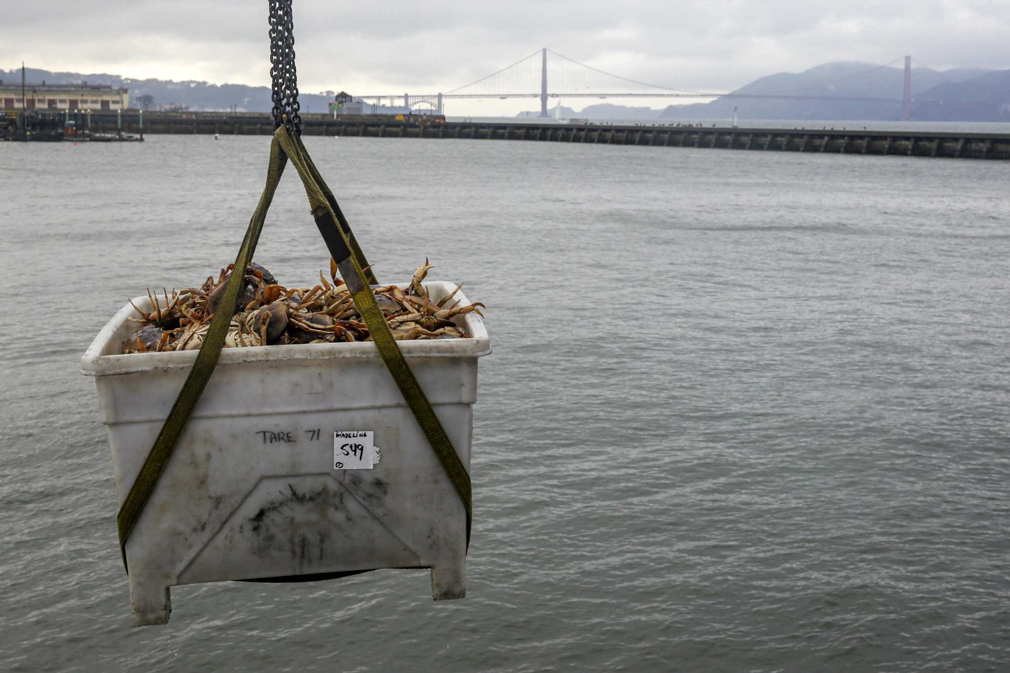 S.F. D.A. wants a fisherman to pay nearly $1 million over ‘largest,’ ‘most egregious’ illegal Dungeness crabbing case - San Francisco Chronicle