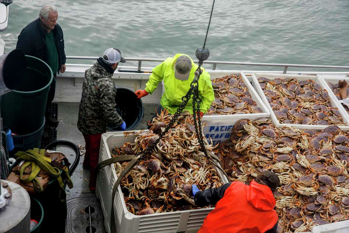去年，由于收获季节推迟开始，旧金山45号码头的Pezzolo海鲜公司的船员们正在从他们的渔船上卸下数千只Dungeness蟹。
